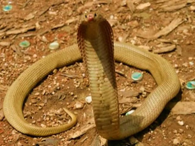 Comment những con rắn độc nhất lớp bạn : 🐍 | AI Hay - Hỏi ngay đáp hay